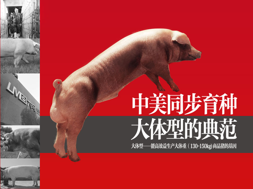 中国第一家大体型美国种猪基因品牌