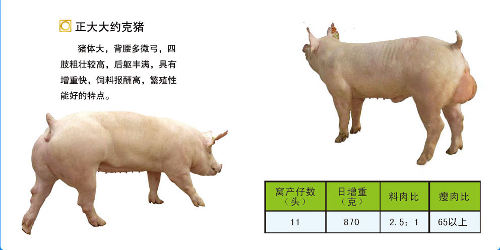 正大种猪|国际品质|低头高产|成功之选